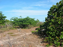 Terreno a venda em Canoa Quebrada - Cear&aacute; - Brasil