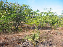 Terreno a venda em Canoa Quebrada - Cear&aacute; - Brasil
